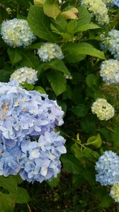 DSC_0443.JPG